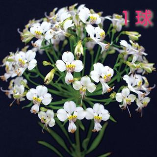白い花 多数咲かせる『アストロメリア・レポラータ』タキイ種苗 正規品 1球♪(その他)