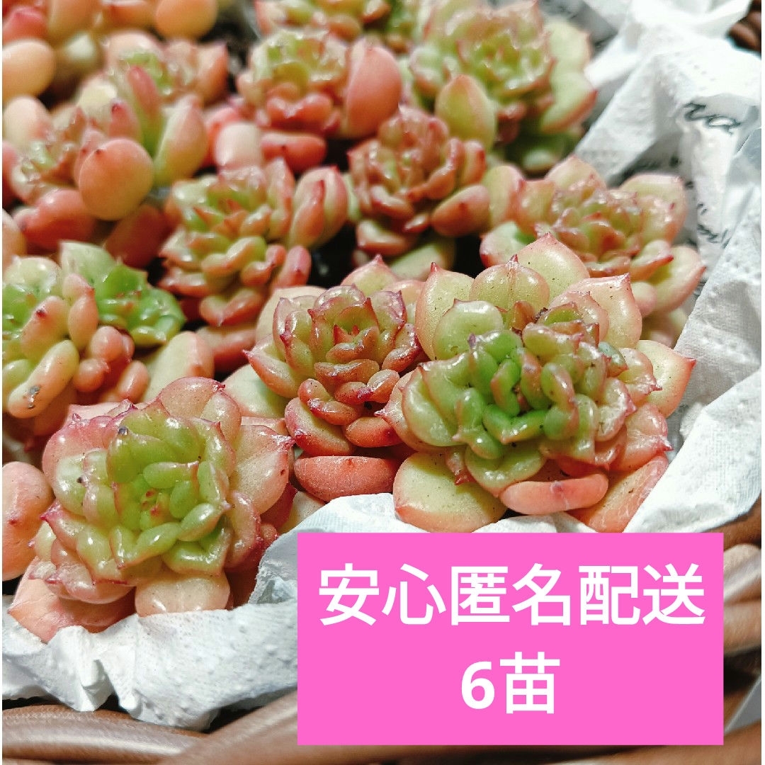 アップルフラワー6苗 抜き苗 多肉植物 エケベリアの通販 by ao's アップルフラワー6苗 抜き苗 多肉植物 エケベリアの通販 by ao's