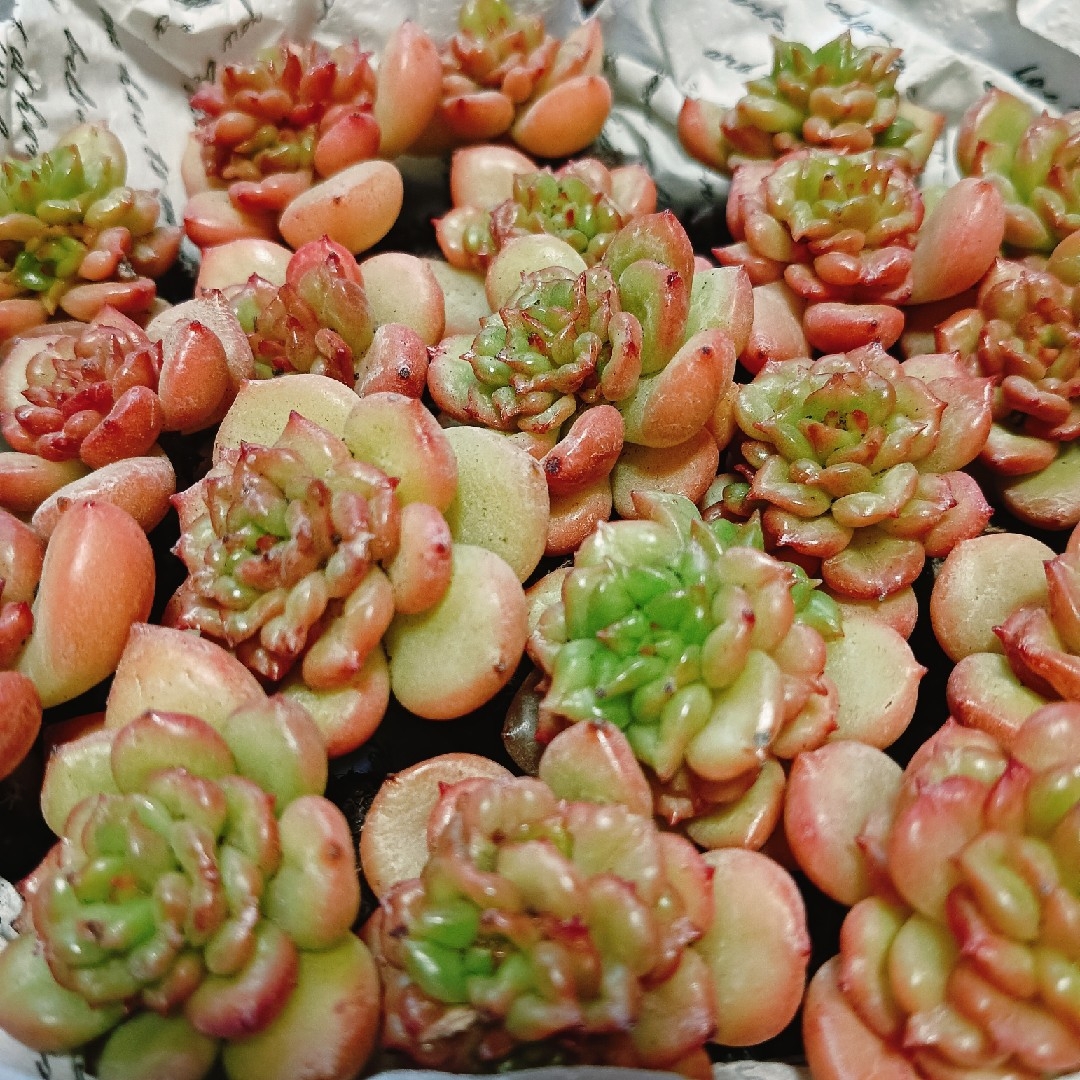 アップルフラワー6苗 抜き苗 多肉植物 エケベリアの通販 by ao's アップルフラワー6苗 抜き苗 多肉植物 エケベリアの通販 by ao's