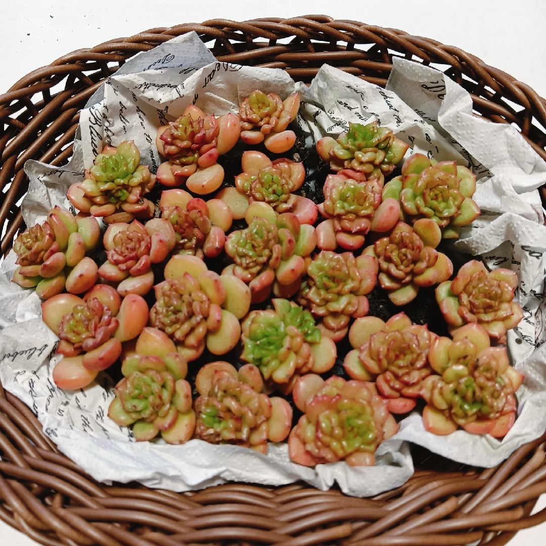 アップルフラワー6苗 抜き苗 多肉植物 エケベリアの通販 by ao's アップルフラワー6苗 抜き苗 多肉植物 エケベリアの通販 by ao's