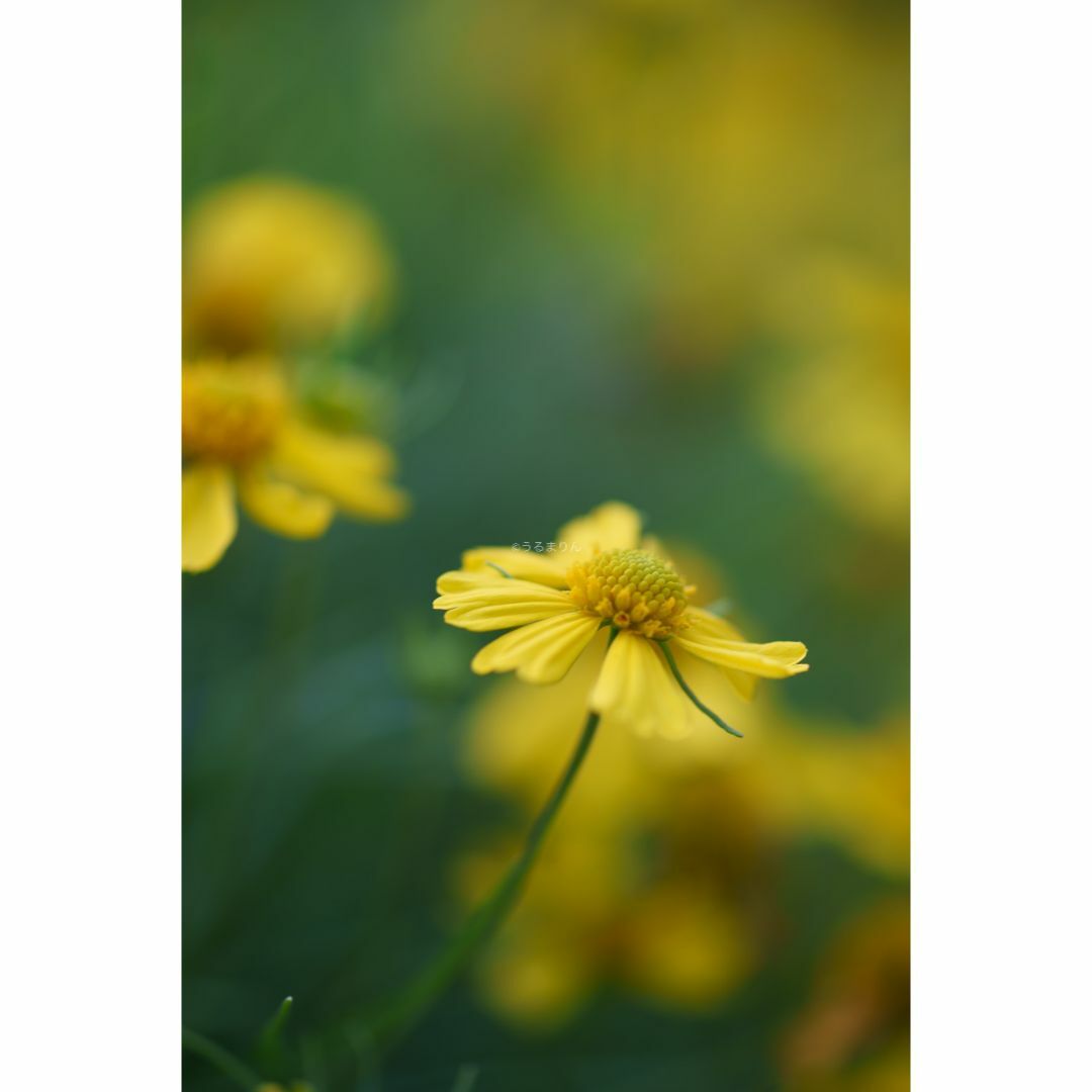 COSINA - お買得品絶版マクロ!Zeiss Makro-Planar 100mm f2 ZF COSINA - お買得品絶版マクロ!Zeiss Makro-Planar 100mm f2 ZF