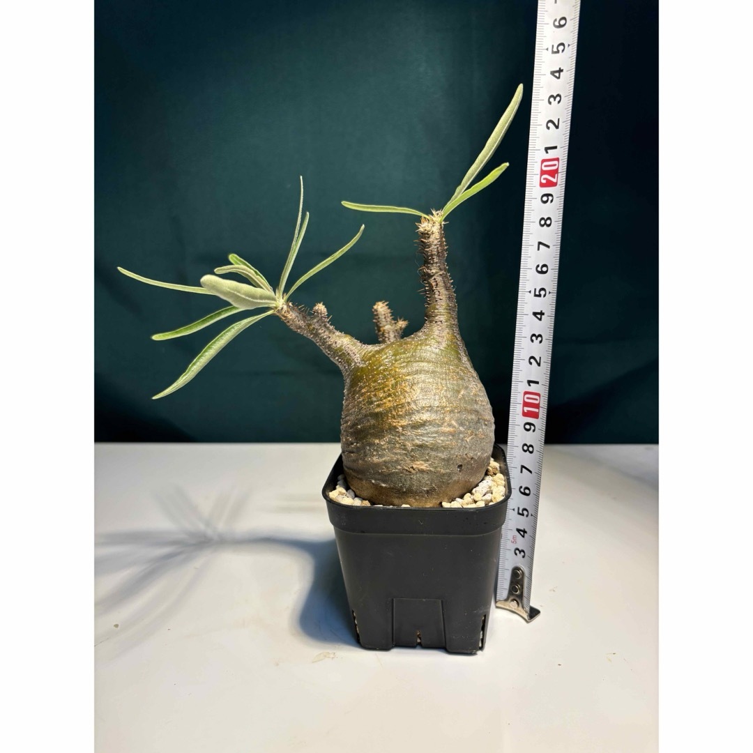 7 塊根植物-パキポディウム グラキリス コーデックス ☆現地発根済 7 塊根植物-パキポディウム グラキリス コーデックス ☆現地発根済