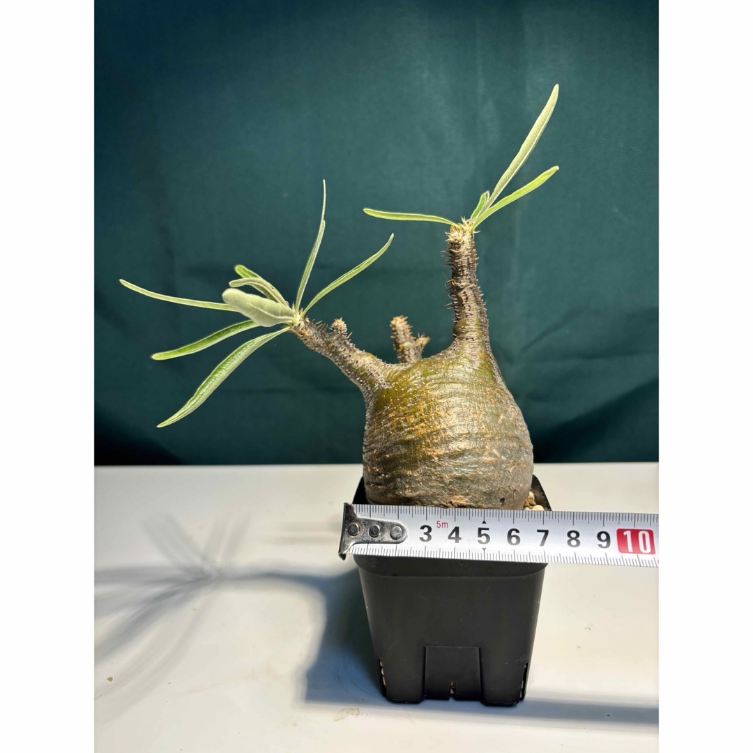 7 塊根植物-パキポディウム グラキリス コーデックス ☆現地発根済 7 塊根植物-パキポディウム グラキリス コーデックス ☆現地発根済