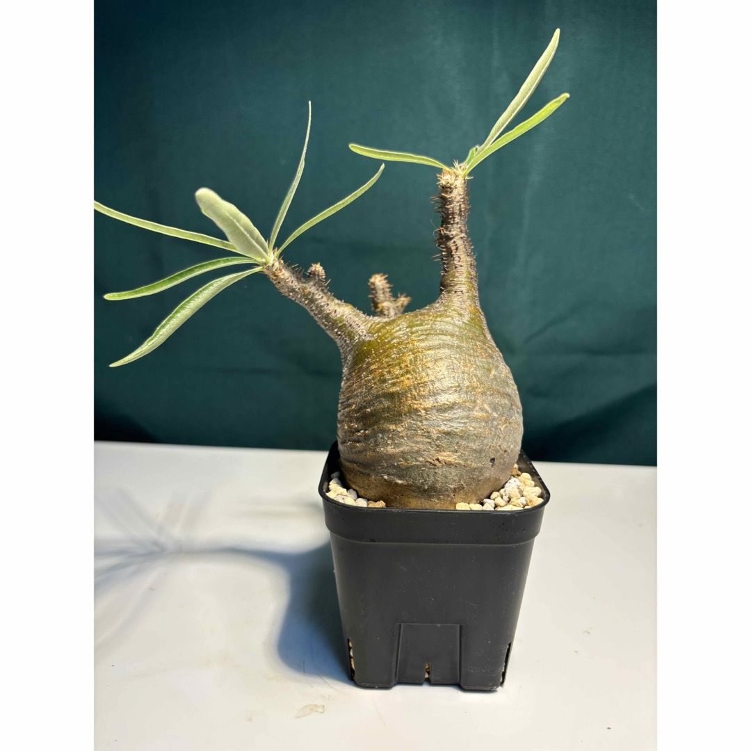 7 塊根植物-パキポディウム グラキリス コーデックス ☆現地発根済 7 塊根植物-パキポディウム グラキリス コーデックス ☆現地発根済