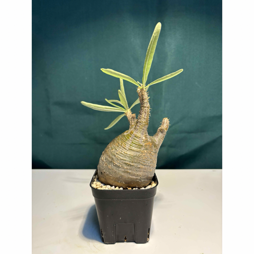 7 塊根植物-パキポディウム グラキリス コーデックス ☆現地発根済 7 塊根植物-パキポディウム グラキリス コーデックス ☆現地発根済