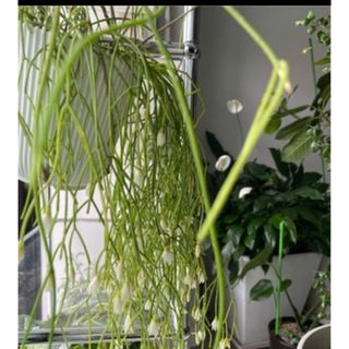 多肉植物　リプサリス  カスッサ　カット苗3本　おまけ付(その他)