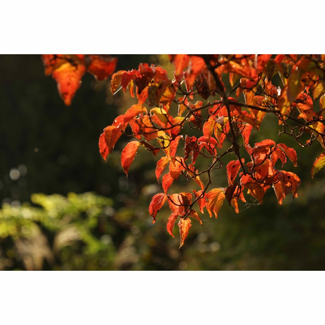 作例付き Konica 105mmF4 マクロ ベローズセット 管mpr 作例付き Konica 105mmF4 マクロ ベローズセット 管mpr