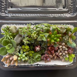 多肉植物　カット苗　26品種　　　　詰め合わせ(その他)