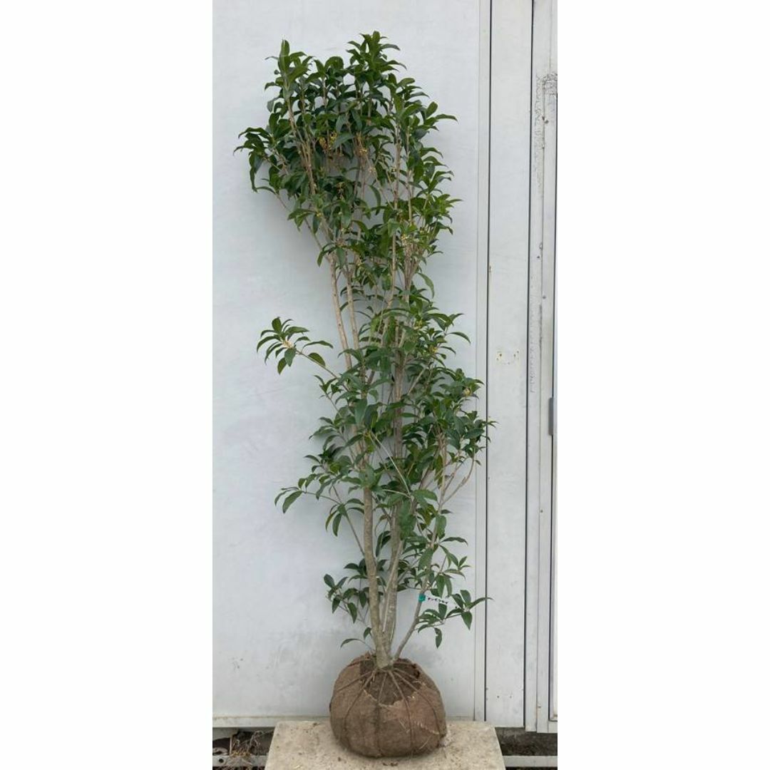 現品》キンモクセイ 樹高1.7m(根鉢含まず)228【金木犀/苗木 現品》キンモクセイ 樹高1.7m(根鉢含まず)228【金木犀/苗木