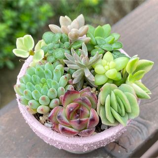 多肉植物寄せ植えに No.20 ガーデンピック 羨ましい 多肉植物寄せ植えに No.20 ガーデンピック 羨ましい