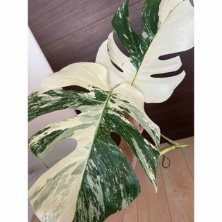 大葉2葉付き！超極太茎！葉サイズ30㎝程！斑入りモンステラ　最高級　ボルシギアナ(その他)