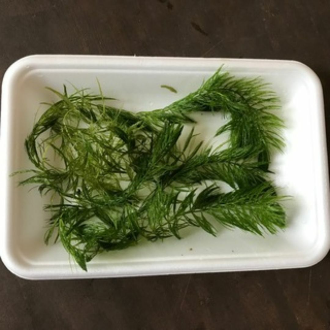 マツモ 水草 完全無農薬 40gぐらい その他のペット用品(アクアリウム)の商品写真