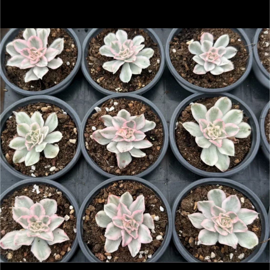 多肉植物 ホワイトプリンセス錦の通販 by Nan多肉12月から再開 多肉植物 ホワイトプリンセス錦の通販 by Nan多肉12月から再開