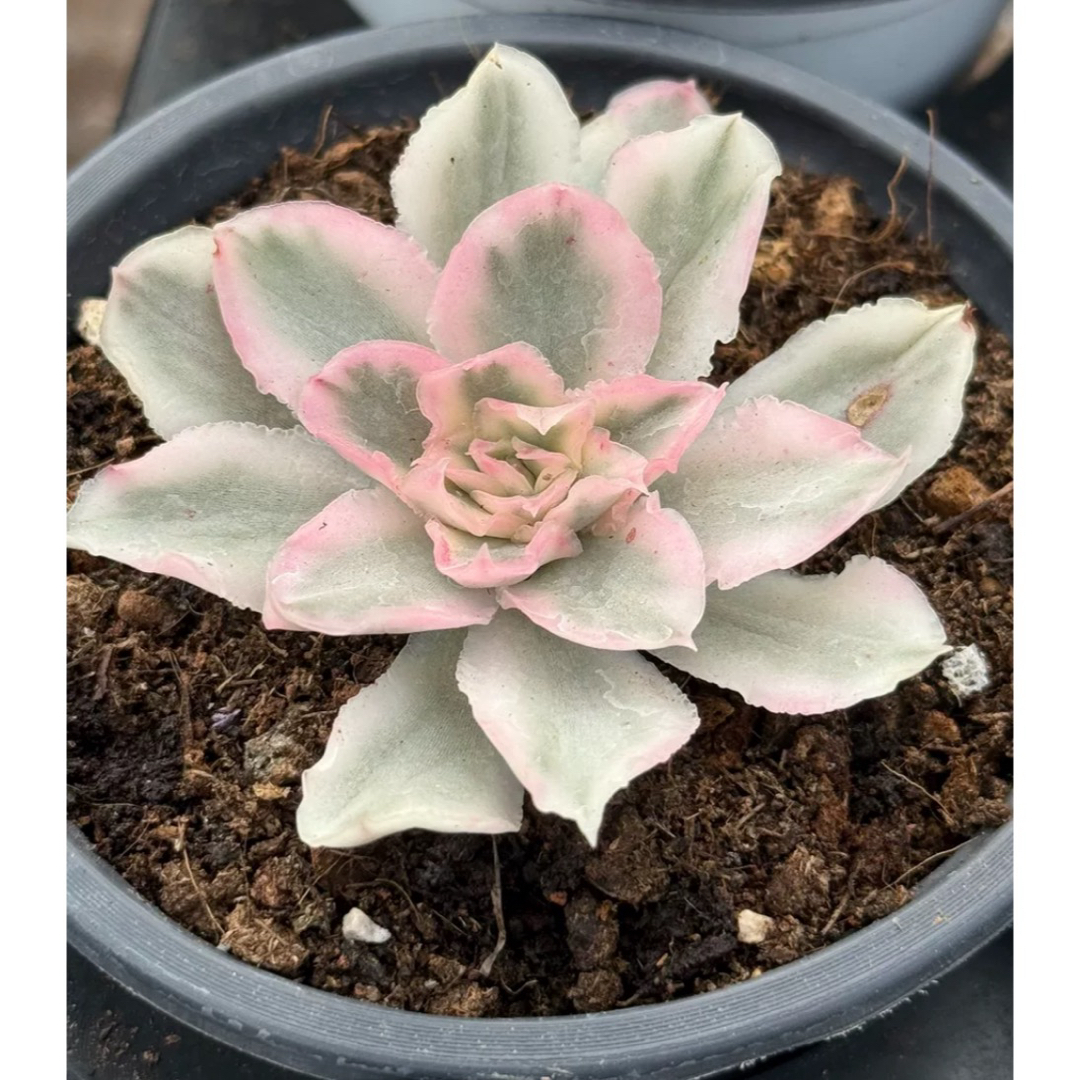 多肉植物 ホワイトプリンセス錦の通販 by Nan多肉12月から再開 多肉植物 ホワイトプリンセス錦の通販 by Nan多肉12月から再開