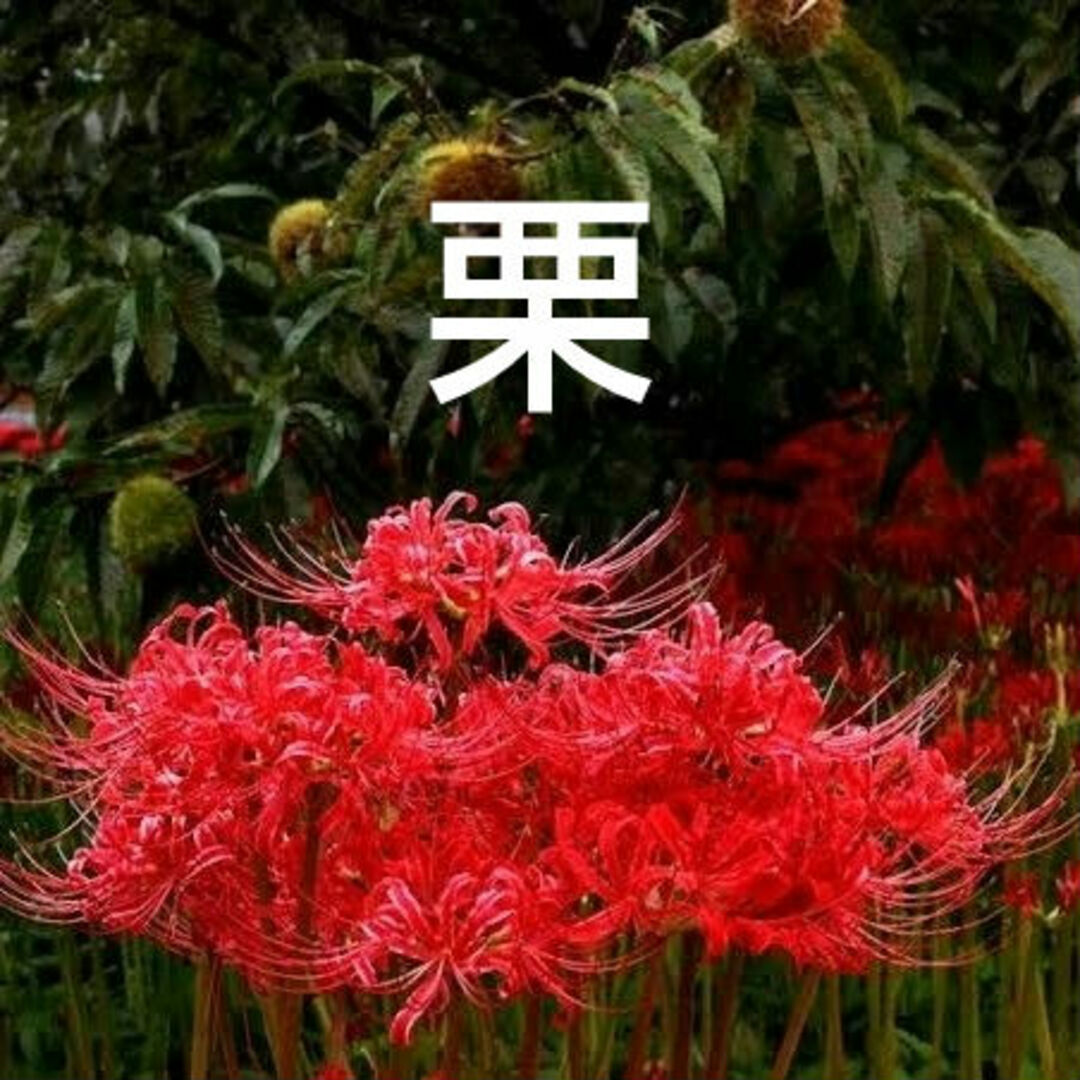 生栗　栗