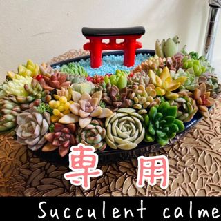 【専用】韓国苗 中ｻｲｽﾞ苗★１０苗詰め合わせ！隙間には苗追加【多肉植物説明書】(その他)