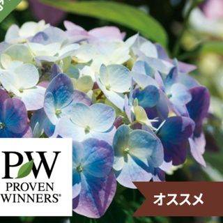 宿根 紫陽花 ラグランジア『オーロランジェ』PW ハクサン 正規品 ポット 発送(その他)