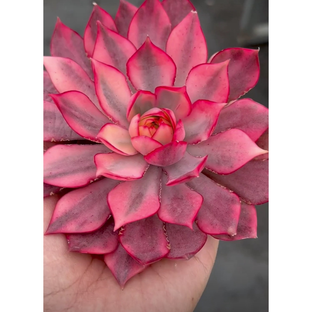 ピンクドラゴン錦 /紅蓮錦 多肉植物の通販 by Nan多肉12月から ピンクドラゴン錦 /紅蓮錦 多肉植物の通販 by Nan多肉12月から