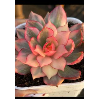 ピンクドラゴン錦 /紅蓮錦 多肉植物の通販 by Nan多肉12月から ピンクドラゴン錦 /紅蓮錦 多肉植物の通販 by Nan多肉12月から