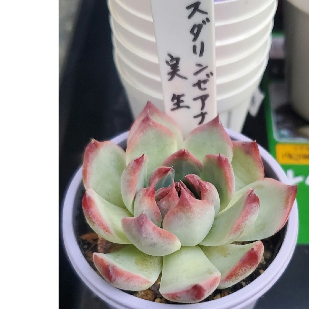 中里リンゼアナ実生 札付き 鉢ごと発送 御座い 中里リンゼアナ実生 札付き 鉢ごと発送 御座い