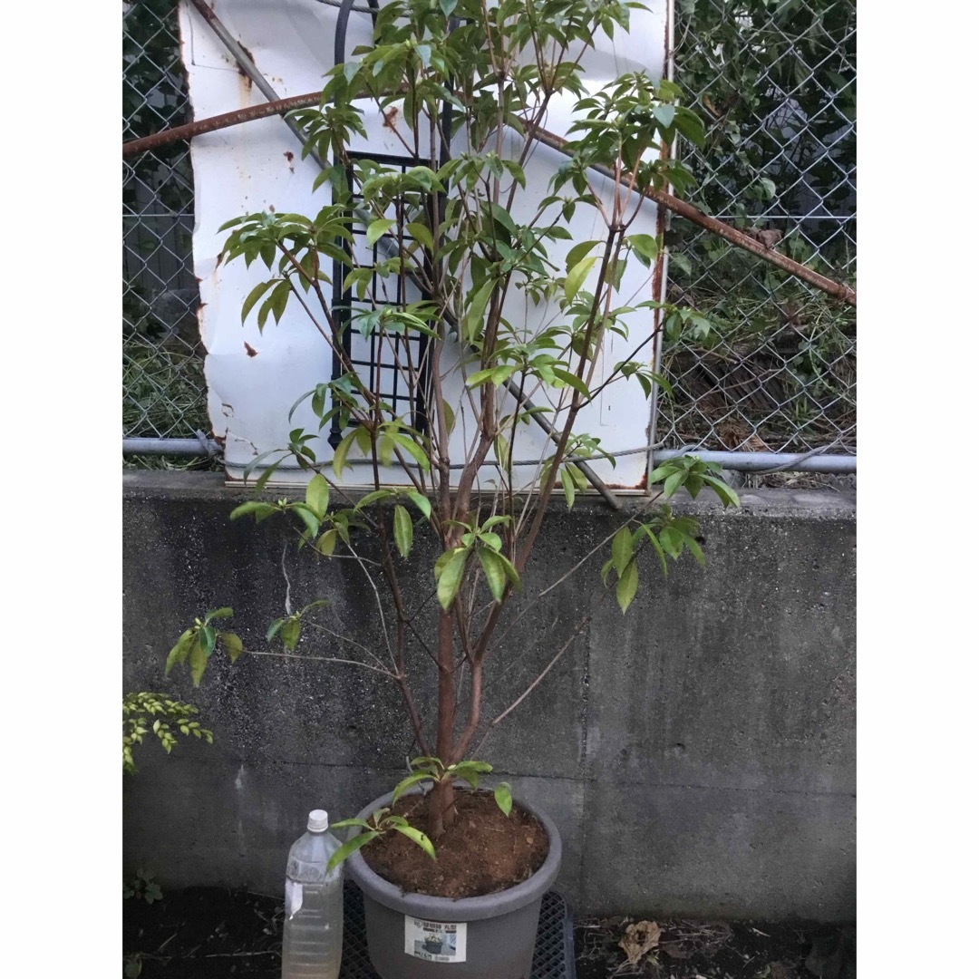 セイシカ140センチ セイシカ140センチ