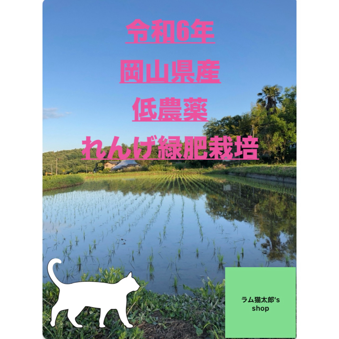 令和6年岡山県産　低農薬『れんげ緑肥栽培』『朝日米』　玄米20㎏　送料無料