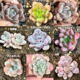 つぶつぶ多肉　ぷくぷく多肉　多肉植物　韓国苗(その他)