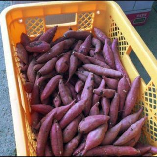 B級品 紅天使　約1キロ　S~M 芋屋のサツマイモ(野菜)