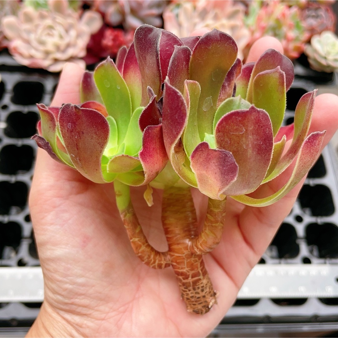 アエオニウム 魅金ローズ 多肉植物の通販 by momo's shop|ラクマ アエオニウム 魅金ローズ 多肉植物の通販 by momo's shop|ラクマ