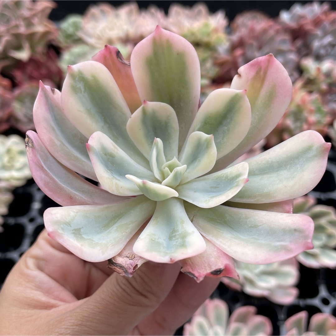インブリカーター錦 多肉植物 の通販 by momo's shop|ラクマ インブリカーター錦 多肉植物 の通販 by momo's shop|ラクマ