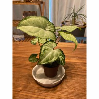 ホワイトバタフライ 観葉植物(プランター)