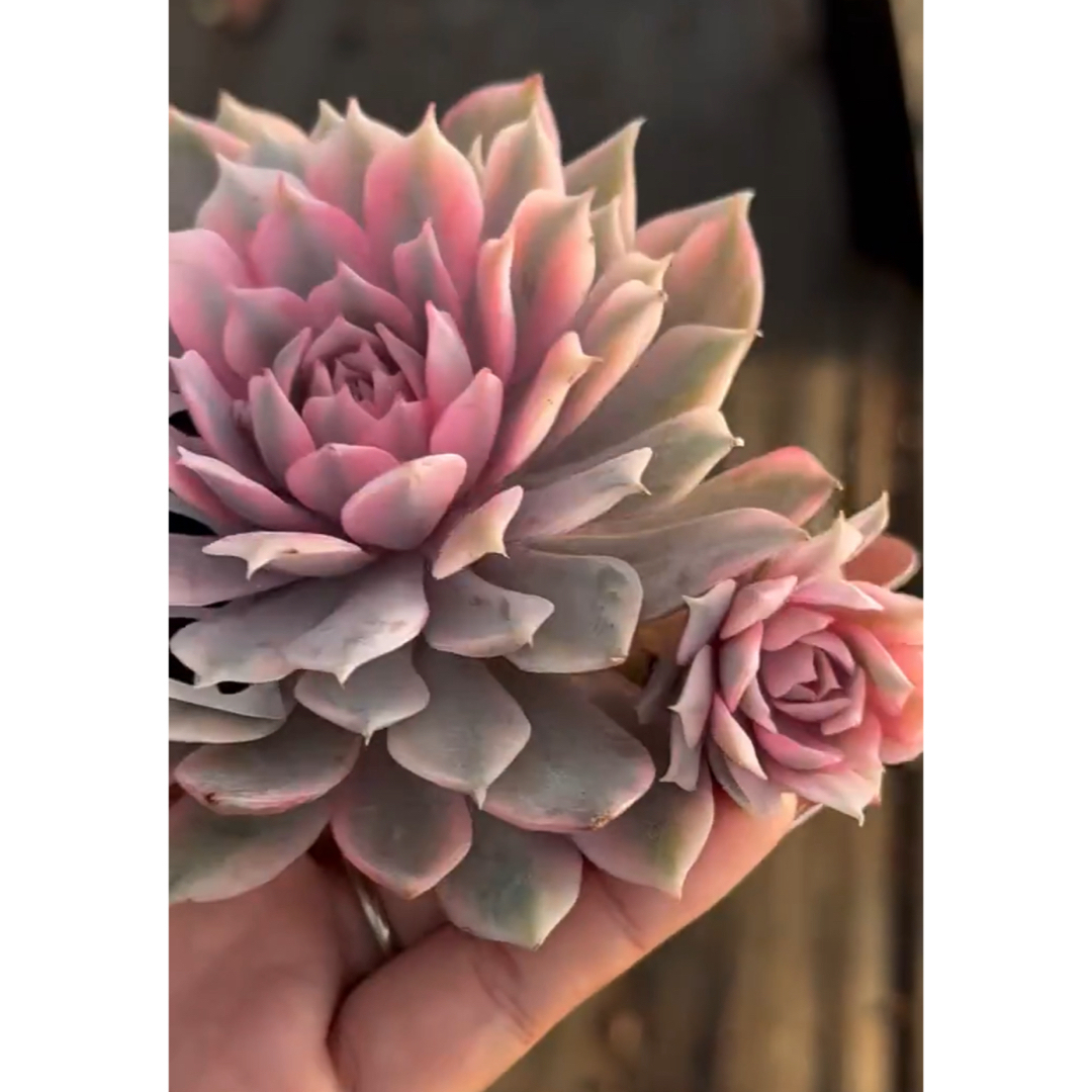 多肉植物 訳あり❁︎ローラ錦 抜き苗 まぎらわしい 多肉植物 訳あり❁︎ローラ錦 抜き苗 まぎらわしい
