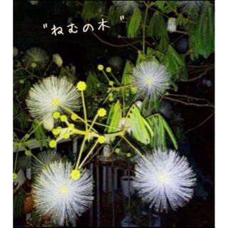 ネムノキ   ① ねむの木 白花 合歓木  ゴウカンボク  眠りの木 観葉植物(その他)