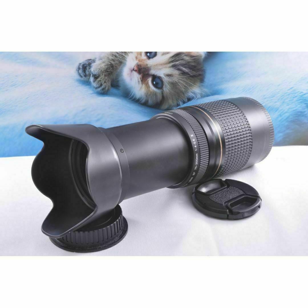 ♢望遠を始めませんか! Canon キヤノン 望遠レンズ EF75-300mm ♢望遠を始めませんか! Canon キヤノン 望遠レンズ EF75-300mm