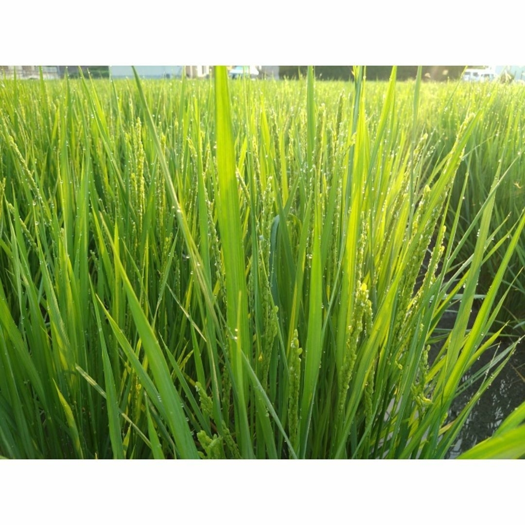 自然栽培 朝日米 20kg(2.5×8袋) 玄米 R6年 在来種 農薬不使用 自然栽培 朝日米 20kg(2.5×8袋) 玄米 R6年 在来種 農薬不使用