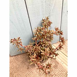 多肉植物 クラッスラ  フンベルティ 抜き苗(その他)