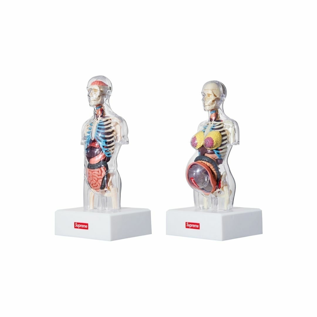 新品未使用 Supreme Female Anatomy Model 人体模型 - その他 新品未使用 Supreme Female Anatomy Model 人体模型 - その他