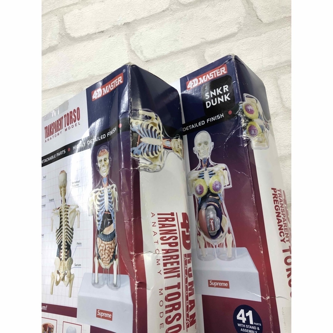 Supreme Anatomy Male Female シュプリーム 人体模型 Supreme Anatomy Male Female シュプリーム 人体模型