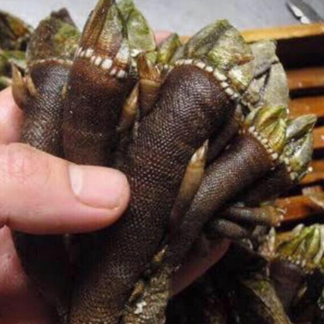カメノテ 1キロ 食品/飲料/酒の食品(魚介)の商品写真