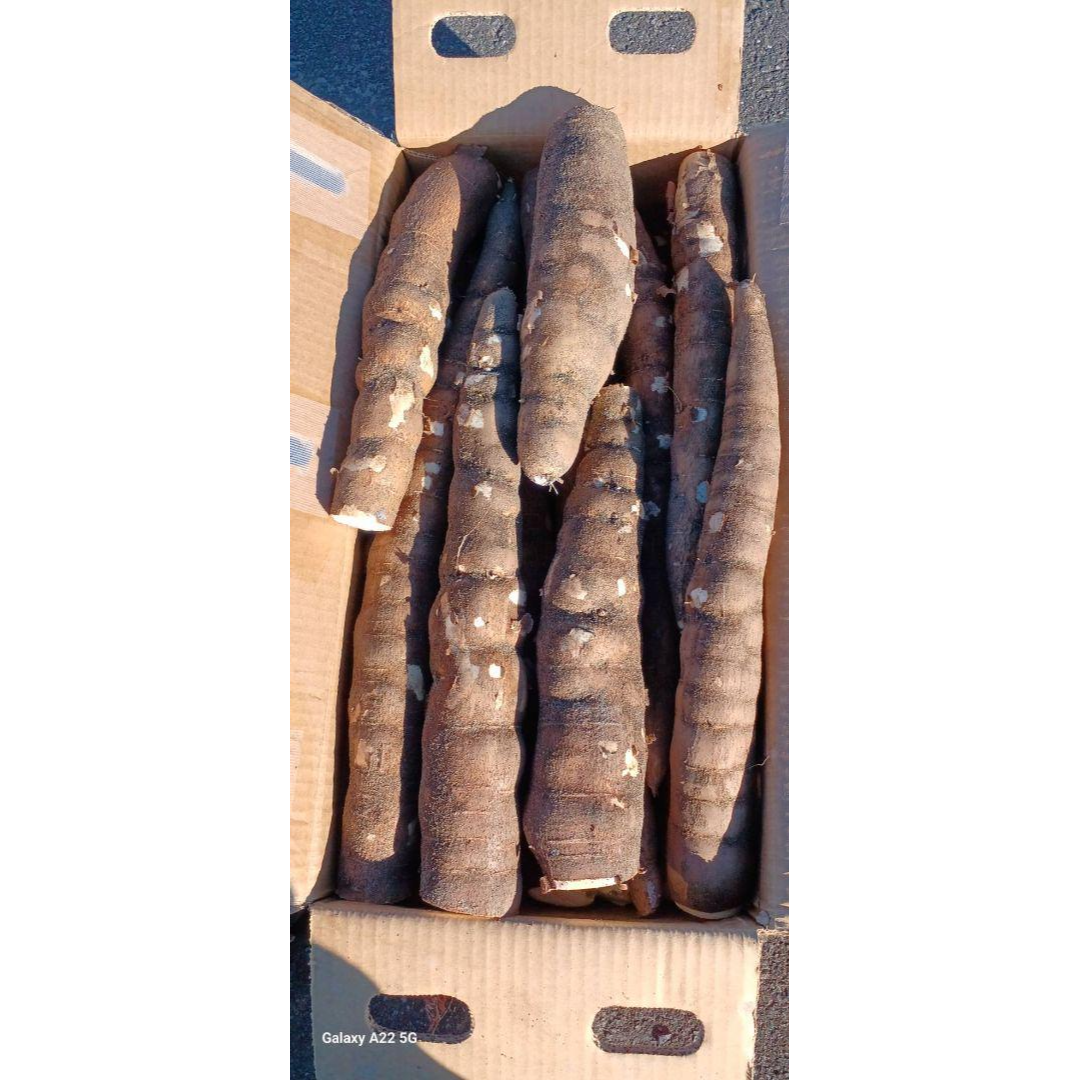 採れたて直送】静岡県産の黄色甘味種キャッサバ芋20kg #MANDIOCA 採れたて直送】静岡県産の黄色甘味種キャッサバ芋20kg #MANDIOCA