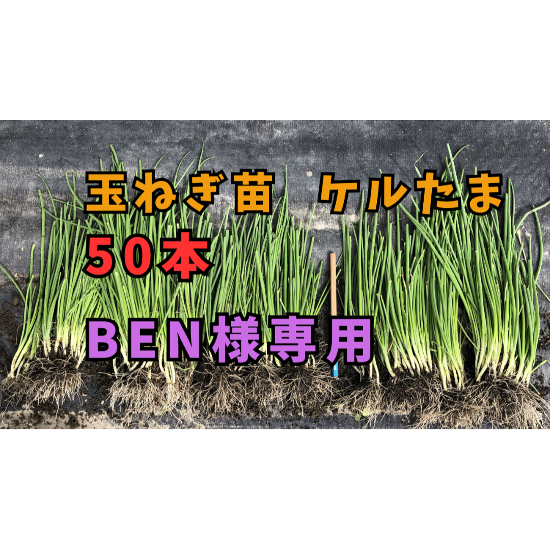 行者ニンニク 7～8年物 中球根苗 100株（行者ニンニク 7～8年物