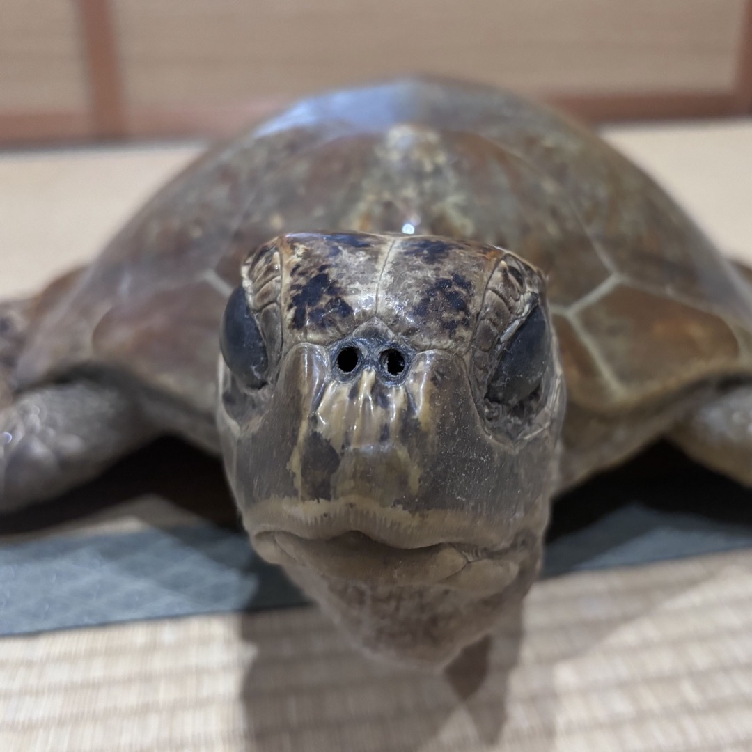 開運アイテム】アオウミガメの剥製 登録票あり 開運アイテム】アオウミガメの剥製 登録票あり