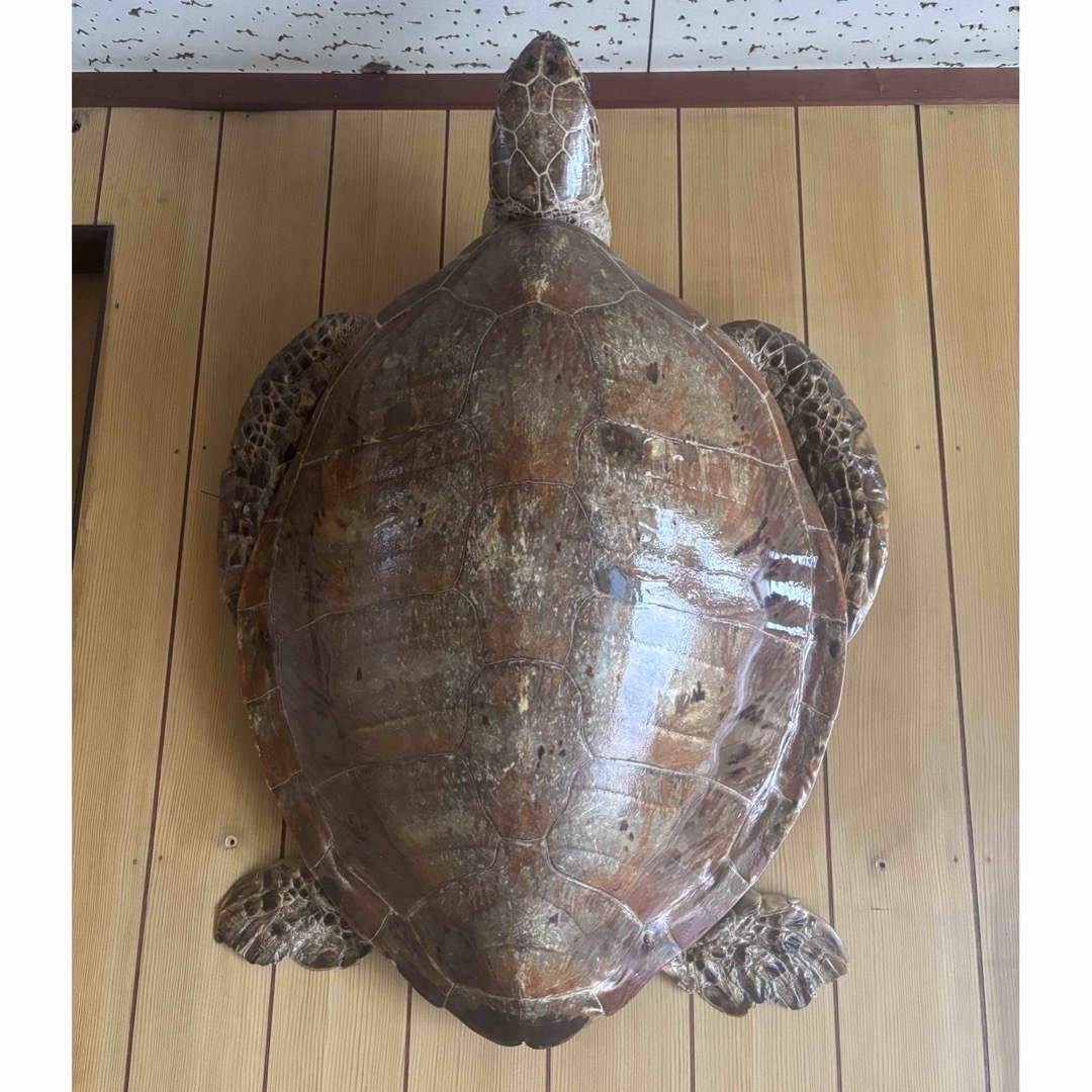 アオウミガメ剥製 (アオウミガメ剥製 いさん) アオウミガメ剥製 (アオウミガメ剥製 いさん)