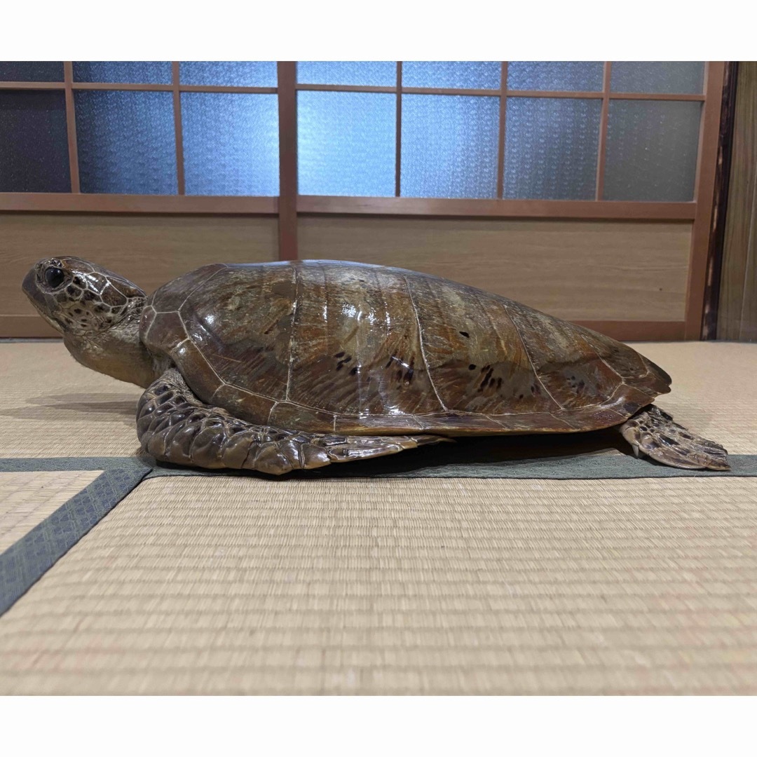 開運アイテム】アオウミガメの剥製 登録票あり 開運アイテム】アオウミガメの剥製 登録票あり