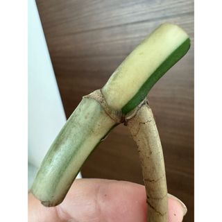 極上茎　斑入りモンステラ　ボルシギアナ　ホワイトタイガー　ハーフムーン　優良株茎(その他)