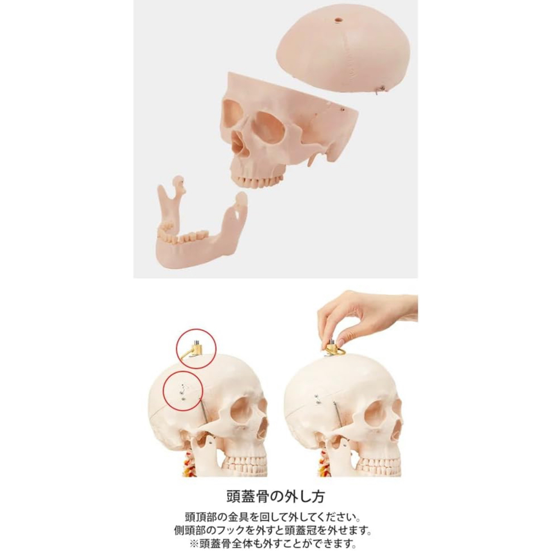 等身大 人体模型 全身骨格模型 等身大 骨格模型 骨格標本 骨模型 等身大 人体模型 全身骨格模型 等身大 骨格模型 骨格標本 骨模型