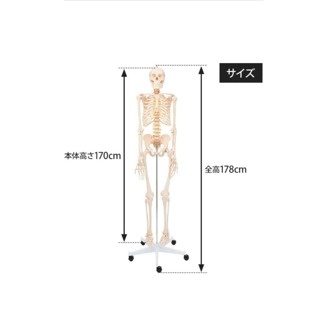 等身大 人体模型 全身骨格模型 等身大 骨格模型 骨格標本 骨模型 等身大 人体模型 全身骨格模型 等身大 骨格模型 骨格標本 骨模型