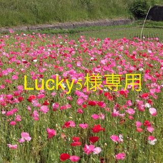 【 Lucky5様専用】(シャンプー/コンディショナーセット)