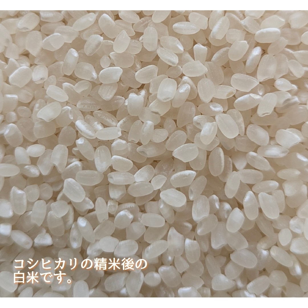 令和6年産三重県伊賀産コシヒカリ25㎏ 5㎏×5白米( 送料精米料 令和6年産三重県伊賀産コシヒカリ25㎏ 5㎏×5白米( 送料精米料