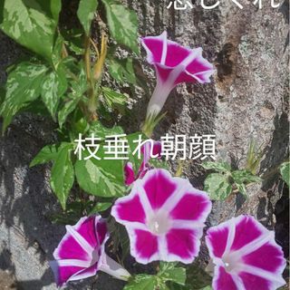 朝顔の種　恋しぐれ　しだれ朝顔　ピンクとブルー？紫色？　花の苗　花の種(その他)
